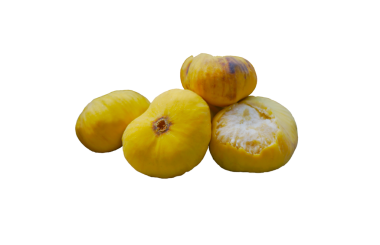 Beyaz arka planda sarı incir yaprakları