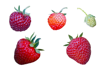 Beyaz arka planda çeşitli çilekler.