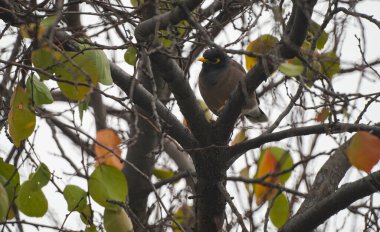                              Bahçedeki bir ağaç dalında iki kuş oturuyor..  