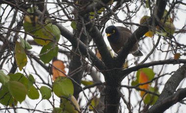                                Bahçedeki bir ağaç dalında iki kuş oturuyor..