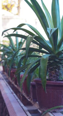                                Bahçedeki patika boyunca bir sıra çiçek..