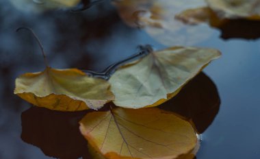                                     Sonbaharda, sarı yapraklar suda yüzer..