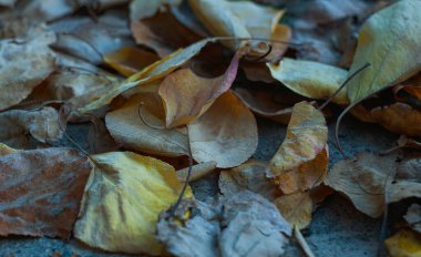                 Sonbaharda sarı yapraklar yere düştü.               