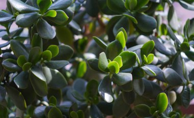                                Money flower buds and leaves open and spread out