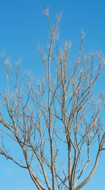                               The blue sky is visible through the branches of the dead trees. 