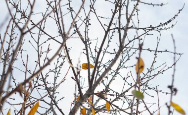                                Bir ağacın dalları arasından bir kuş görünür..