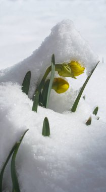                                Şimdi çiçek açan lale tomurcukları karla kaplı.