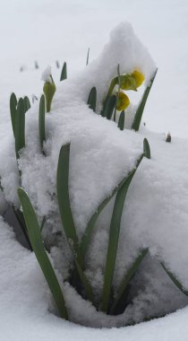                                Şimdi çiçek açan lale tomurcukları karla kaplı.