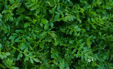                                  Yeni ortaya çıkmış, yoğun paketlenmiş küçük bitki yaprakları.