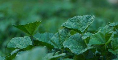                                                               Yeni ortaya çıkan yoğun yapraklı, yoğun bir bitki.