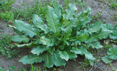                                   Yeni ortaya çıkan yoğun yapraklı, yoğun bir bitki.