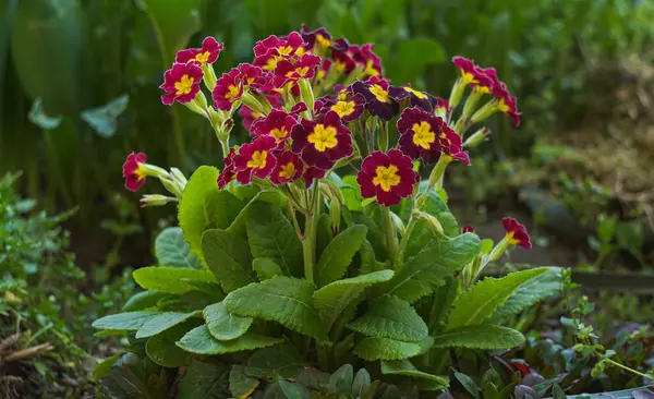                                Bir grup küçük kırmızı çiçek çayırın ortasında çiçek açtı..