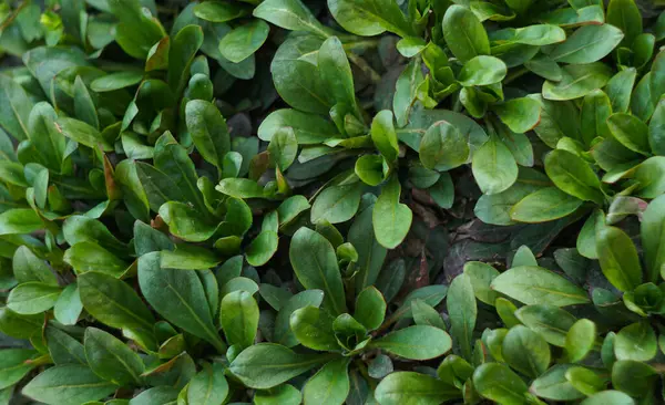                         Yeni ortaya çıkmış, yoğun paketlenmiş küçük bitki yaprakları.       