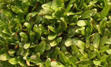                                                               Yoğun düzenlenmiş küçük borgli bitkileri gün ışığında parlıyor.