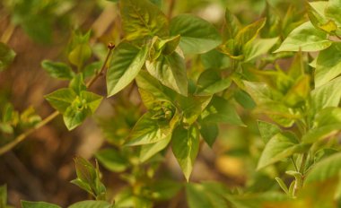                                Siren ağacının yeni tomurcukları bahçede yapraklar yetiştiriyor.