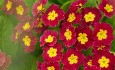                                Bahçedeki küçük kırmızı çiçekler yoğun bir şekilde paketlenmiş..