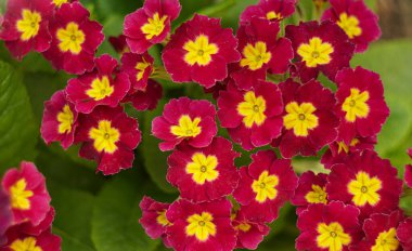                                Bahçedeki küçük kırmızı çiçekler yoğun bir şekilde paketlenmiş..