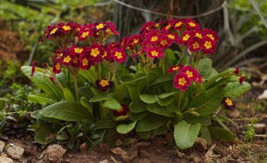                                Bahçede yetişen küçük kırmızı çiçekler.