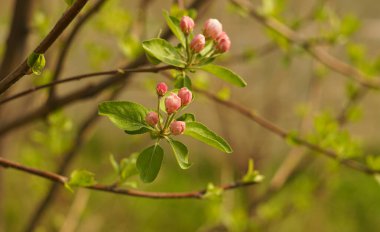                                                  Ormandaki elma ağacının pembe bir çiçeği var..             