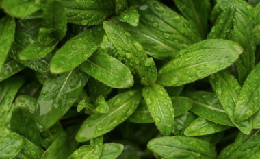                                Yağmur damlaları yoğun küçük yaprakların üzerinde parlıyor.