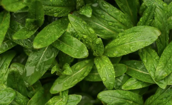                                Yağmur damlaları yoğun küçük yaprakların üzerinde parlıyor.