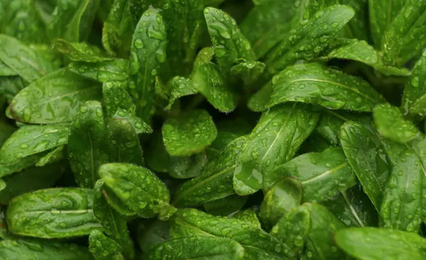                                Yağmur damlaları yoğun küçük yaprakların üzerinde parlıyor.