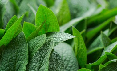                                İlkbaharda büyük, yoğun yapraklar üzerine yağmur damlaları