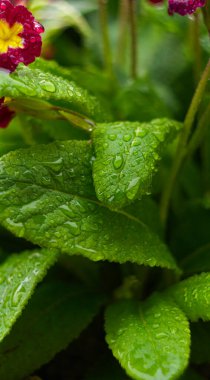                                Bahçede, yağmur damlaları küçük kırmızı çiçeklerin üzerinde parlar.