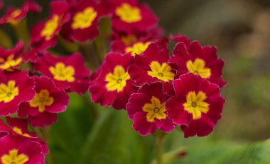                                Baharda, bahçedeki küçük kırmızı çiçekler açtı..