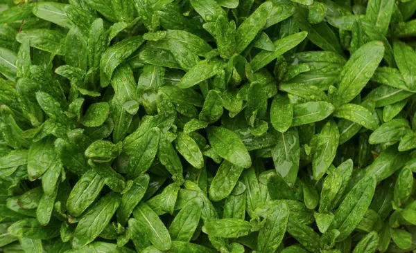                                Yağmur damlaları yoğun küçük yaprakların üzerinde parlıyor.