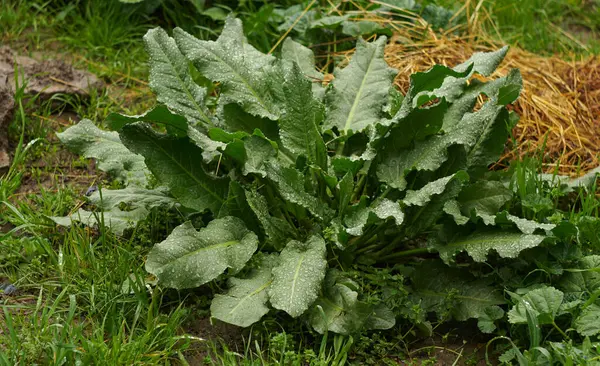                                Çimlerin arasında, yağmur damlaları kuşun yaprakları üzerinde parlıyor.