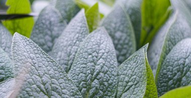                                Yağmur damlaları büyük, yoğun yapraklarda parlar..