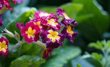                      Bahçedeki küçük kırmızı çiçeklere yağmur damlaları          