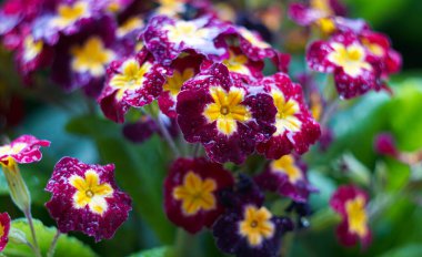                      Bahçedeki küçük kırmızı çiçeklere yağmur damlaları          