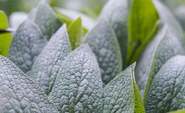                                Yağmur damlaları büyük, yoğun yapraklarda parlar..