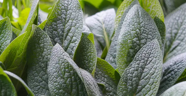 Yağmur damlaları büyük, yoğun yapraklarda parlar..