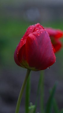                                Bahçedeki kırmızı lalenin üzerinde bir yağmur damlası parlıyor.