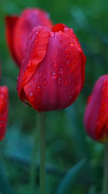                                Bahçedeki kırmızı lalenin üzerinde bir yağmur damlası parlıyor.