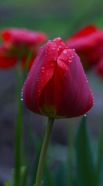                                Bahçedeki kırmızı lalenin üzerinde bir yağmur damlası parlıyor.