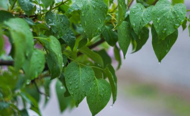                              Yağmur damlaları ağaçların yapraklarında parlıyor..  