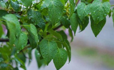                             Yağmur damlaları ağaçların yapraklarında parlıyor..   