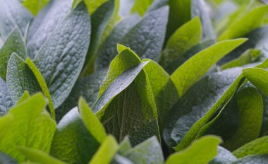                               Bahçe yoğun bir şekilde büyük yapraklı bitki yetiştiriyor. 