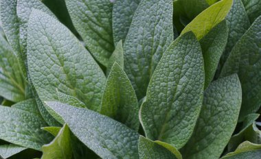                                                               Bahçe yoğun bir şekilde büyük yapraklı bitki yetiştiriyor.
