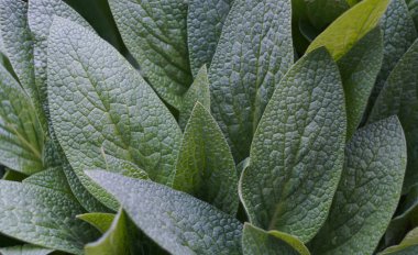                                                               Bahçe yoğun bir şekilde büyük yapraklı bitki yetiştiriyor.