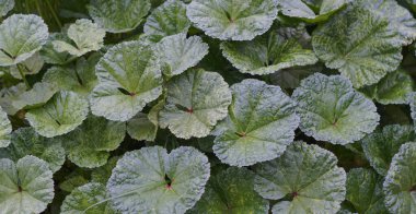                                                               Bahçe yoğun bir şekilde büyük yapraklı bitki yetiştiriyor.