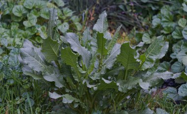                         Bahçe yoğun bir şekilde büyük yapraklı bitki yetiştiriyor.         