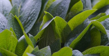                                Bahçe yoğun bir şekilde büyük yapraklı bitki yetiştiriyor.