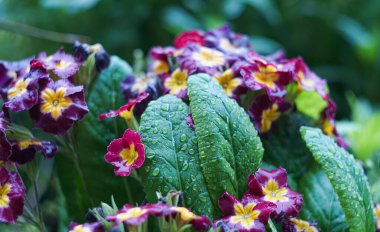                                Yağmurdan sonra, küçük kırmızı bir çiçeğin yapraklarına yağmur damlaları düşer.