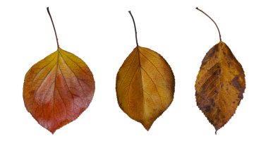 Beyaz arka planda çeşitli sarı yapraklar