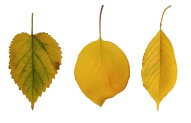 Beyaz arka planda çeşitli sarı yapraklar